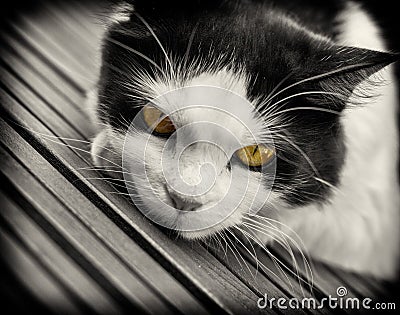 Black & White Cat with Yellow Eyes Stock Photo