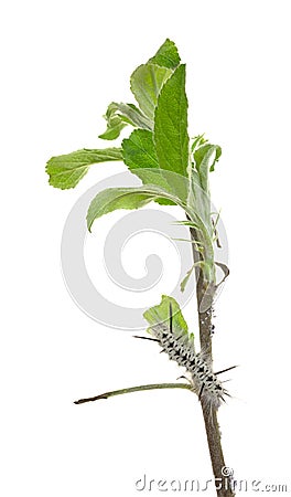 Black and white caterpillar eating apple leaf Stock Photo
