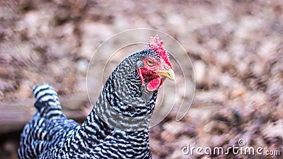 Black and White Chicken on a Farm Stock Photo