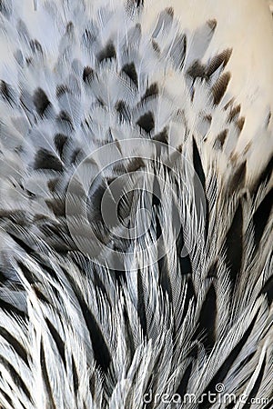 Black and white Chicken feathers texture Stock Photo