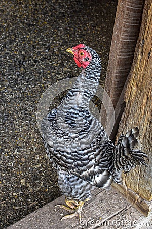 Black and White Chicken Standing in Barn Door Stock Photo