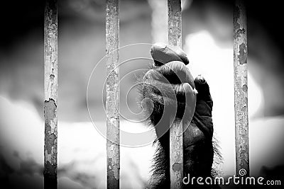 Black and white Chimpanzee hand Catch Stock Photo