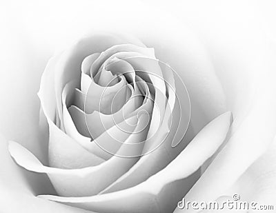 Black and White Close up Image of Beautiful Pink Rose. Flower Background Stock Photo