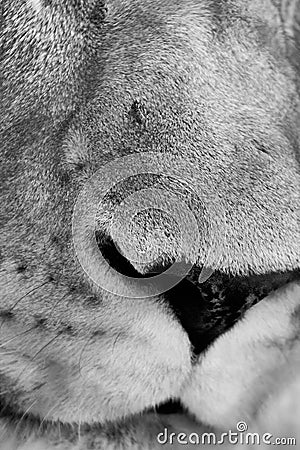 Black and white closeup of lion in the savannas Stock Photo