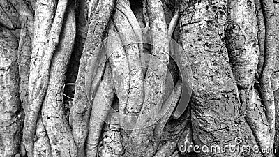 Black and white close up of tree trunk roots with carvings Stock Photo