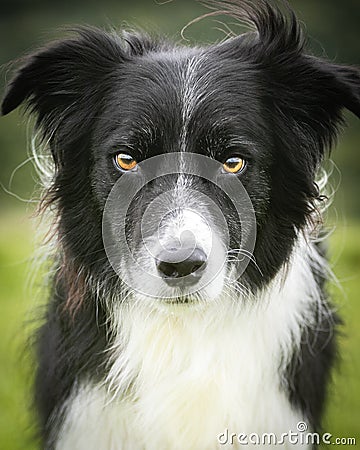 Black and white collie intense focus expression Stock Photo