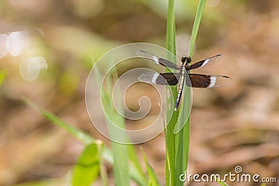 Dragonfly on a green grass leaf Stock Photo