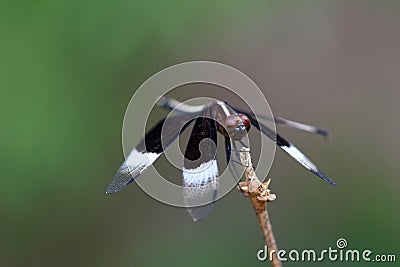 Black and white colored dragonfly close up. Stock Photo