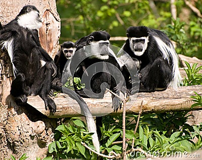 Black & White Colubus Monkey Family Stock Photo