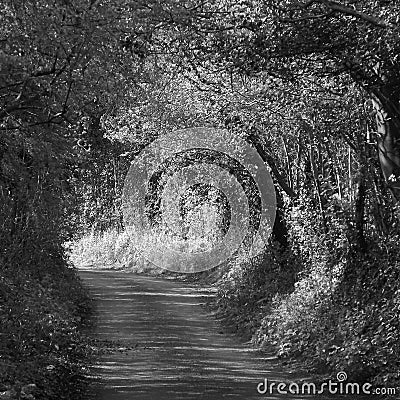 Black and white country lane Stock Photo