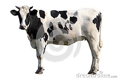 Black and white Cow Stock Photo