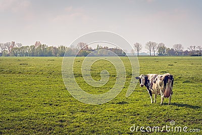 Black-and-white cow alone in a large meadow Stock Photo