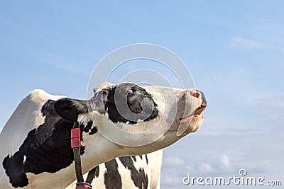 Black and white cow does moo with her head uplifted, blue sky Stock Photo