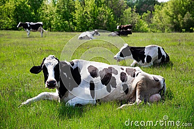 Black and white cow lying in field herding Stock Photo