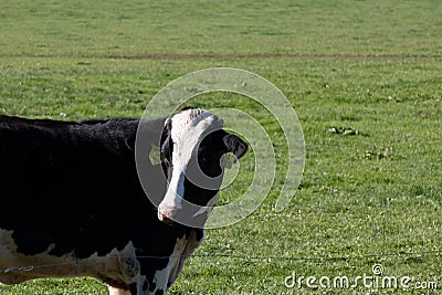 Black and white cow on a meadow Stock Photo