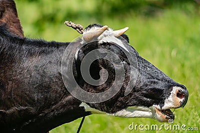 black and white cow mooing in a field with grass close-up Stock Photo