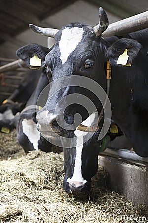 Black and white cow in stable looks Stock Photo