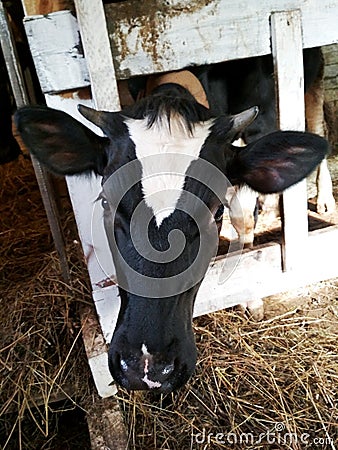 A black and white cow stands in a stall. Breed Black-and-white. A young cow attentively looks down and bends her head through the Stock Photo