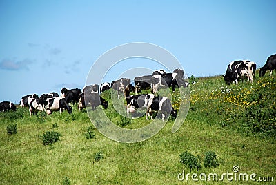 Black and white cows Stock Photo