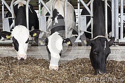 Black and white cows in barn feed Stock Photo