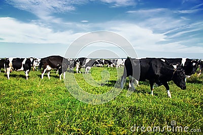 Black and white cows grazing on the green blooming field Stock Photo