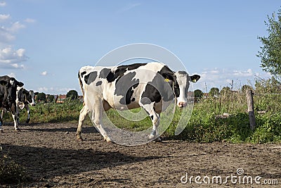 Black and white cows, walking the cow path to be milked, full udder, blue bracelet, pasture under a blue sky. Stock Photo