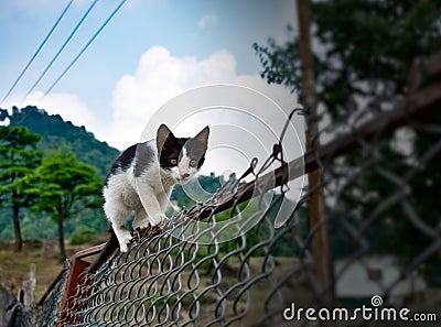 Black and white cute cat walking on the fence in the garden in mountains very funny cat Stock Photo