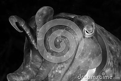 Black and white cuttlefish Stock Photo