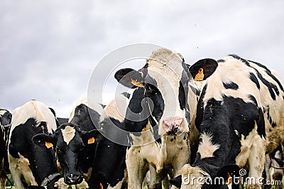 Black and White Dairy Cattle Eating Green Grass on the Meadow During Warm Sunny Day in the Summer Stock Photo