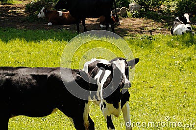 Black and white dairy cows (Holstein) Coopers Farm Rochdale, ma Stock Photo