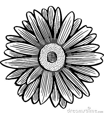 Black and white daisy flower Vector Illustration