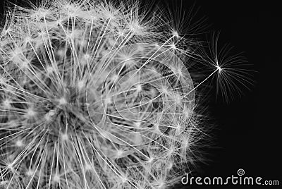 Black and white dandelion Stock Photo