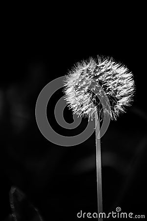 Black and White Dandelion Garden Background bokeh Stock Photo