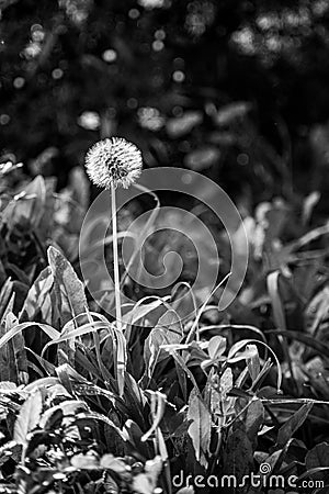 Black and White Dandelion Garden Background bokeh Stock Photo