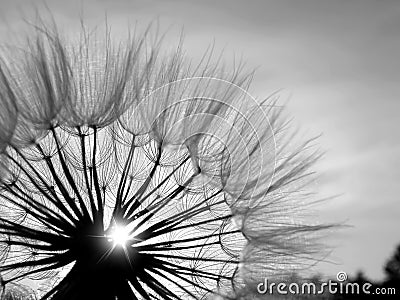 Black and white Dandelion in the sun Stock Photo