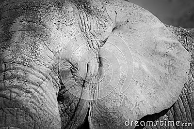 Black and white detail elephant Stock Photo