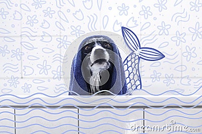 The black and white Dog in Bath with Blue Towel on its Head. Illustrated photo of wet border collie with mermaids tail Stock Photo