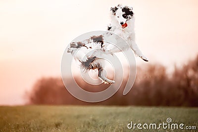 Black and white dog border collie jump in to the sky in field Stock Photo
