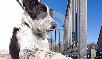 Black and white dog close up portrait. Stock Photo