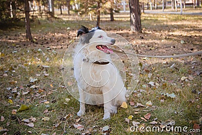 Black and white dog in a collar on a leash, sits on a lawn in an autumn park. He looks out of the way. Stock Photo