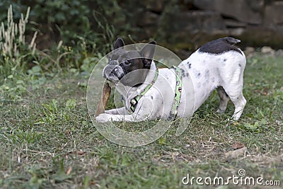 Black and white dog of the French bulldog breed biting and playing with a stick Stock Photo