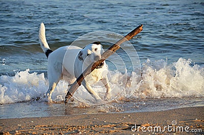 Black and white dog with large stick at the beach Stock Photo