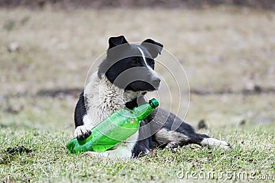 Black and white dog lies on the grass and tries to open a plastic green bottle with lemonade. Stock Photo
