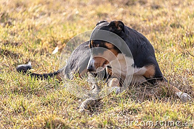 Black and white dog in spring. Appenzeller Mountain Dog. Huge dog chewing on a stick Stock Photo