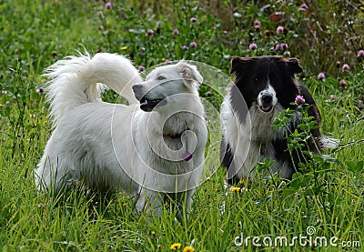 Black and white dogs in the field with clover Stock Photo