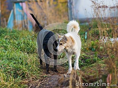 Black and white dogs walk along the path and as if talking Stock Photo