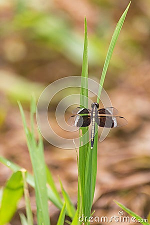 Dragonfly on a green grass Stock Photo