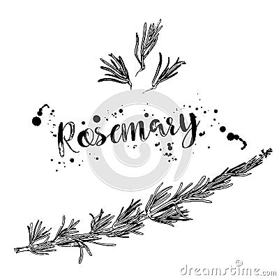 Black and white drawing of a branch of rosemary Vector Illustration