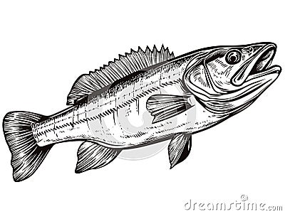 A Black And White Drawing Of A Fish - Walleye fish sign on white background Vector Illustration