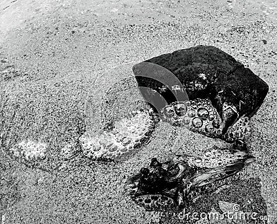 Black and white driftwood Stock Photo